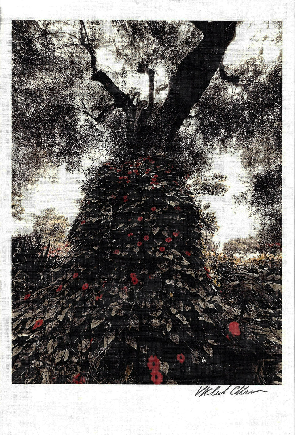 Giovanna Casotto - Valentina Carrera Volume Simbiosi  CON ACQUARELLO ORIGINALE 8