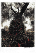 Giovanna Casotto - Valentina Carrera Volume Simbiosi  CON ACQUARELLO ORIGINALE 8